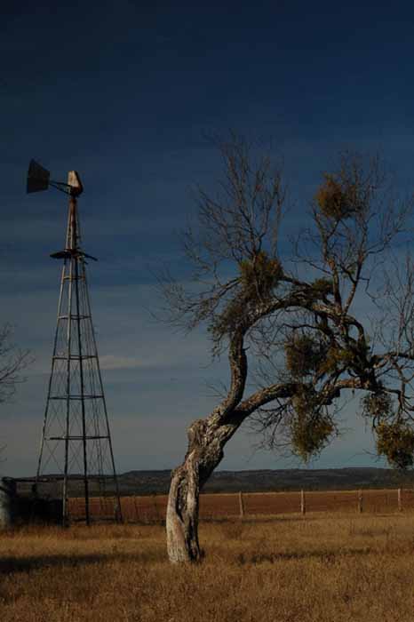 mistletoe tree